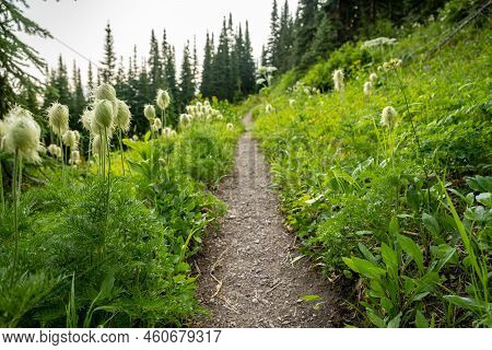 Anemone Flowers Flank Narrow Trail On The Way To Pitamakan Lake In Glacier National Park