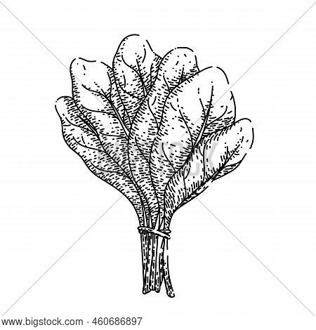 Spinach Leaf Green Hand Drawn Vector. Salad Fresh, Food Plant, Vegetable Leaves, Organic Bunch, Lett