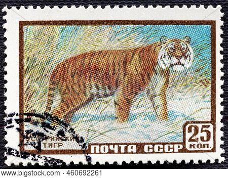 Ussr-circa 1957: Postage Stamp Printed Of The Ussr With The Image And Inscription In Russian Ussuria