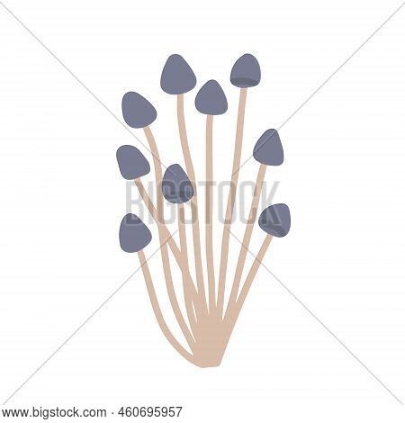 Mycena, Poisonous Mushrooms, Vector Flat Illustration On White Background