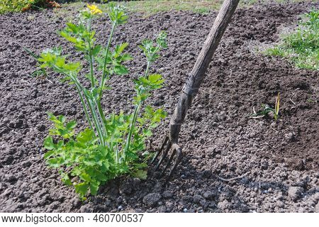 Old Pitchfork On A Background Of Earth And Plant Chelidonium Or Greater Celandine Lat. Chelidonium M