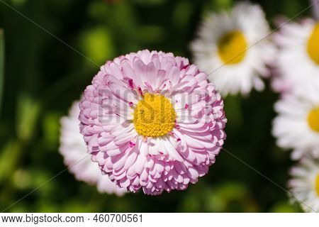 Pink Daisy Pomponette Flower Close Up On Blurred Natural Background. English Daisy Or Billis Perenis