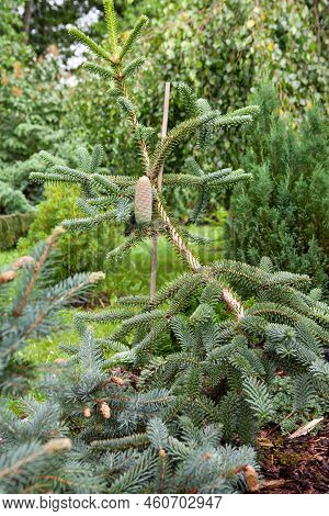 Abies Pinsapo, The Spanish Fir, Is A Species Of Tree In The Family Pinaceae, Native To Southern Spai