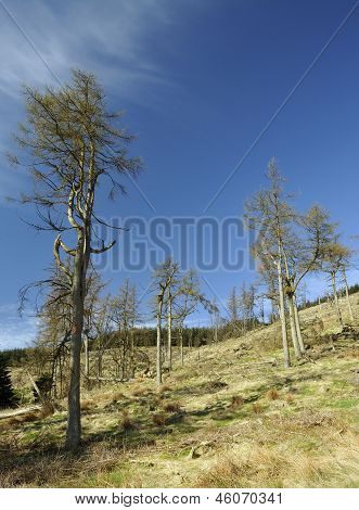 Modřín stromy na jaře
