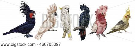 A Large Set Of Cockatoo Parrots. Realistic Illustration Of Parrot Species. Macaw, Black Cockatoo, Co