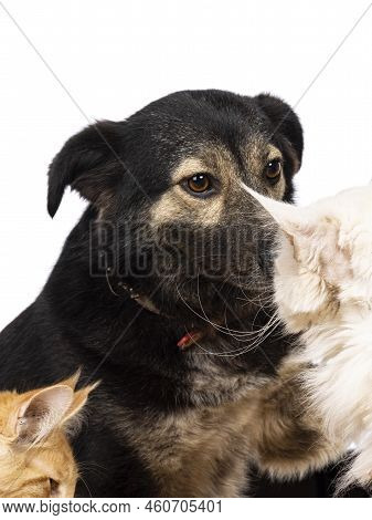 Head Shot Of Pretty Adult Stray Dog, Being Photobombed By Cats. Looking To The Cat Away From Camera.