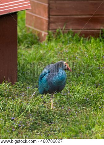 Full-length Portrait Of Grey-headed Swamphen Or Porphyrio Poliocephalus Standing In Grass. Colorful 