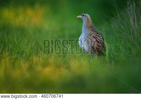 The Corn Crake Or Corncrake Or Landrail Is A Bird In The Rail Family
