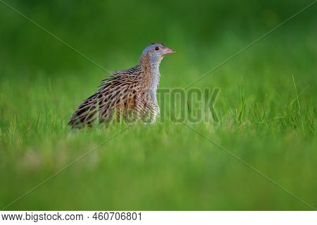 The Corn Crake Or Corncrake Or Landrail Is A Bird In The Rail Family