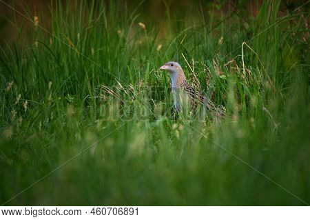 The Corn Crake Or Corncrake Or Landrail Is A Bird In The Rail Family