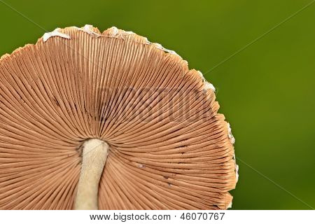 Funghi