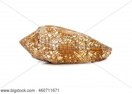 Image Of Conus Omaria Patonganus Sea Shell Is A Species Of Sea Snail, A Marine Gastropod Mollusk In 