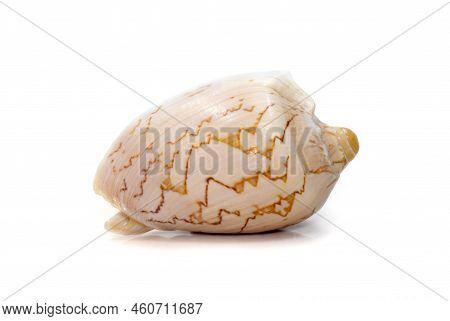 Image Of Cymbiola Nobilis Sea Shell Is A Marine Gastropod Mollusk In The Family Volutidae Isolated O