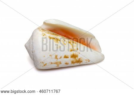 Image Of Strawberry Strombus(conomurex Luhuanus) Sea Shell Isolated On White Background. Undersea An