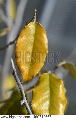 Ebbinges Silverberry Green And Yellow Leaves In The Spring