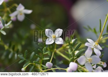 Narrow-leaved Boronia Pink Star Flowers In The Garden
