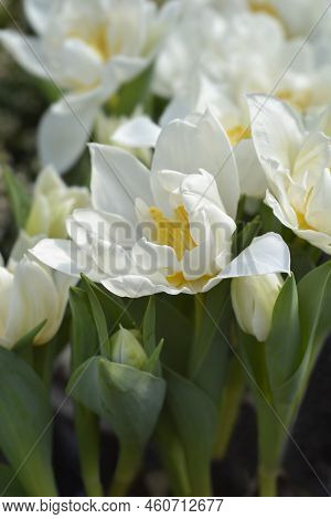 Murillo Tulip White Flowers In The Spring