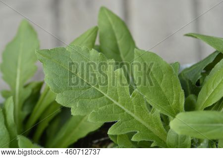 Macedonian Scabious Leaves In The Garden In Spring