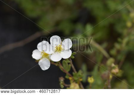 Shrubby Cinquefoil Abbotswood White Flower In The Garden