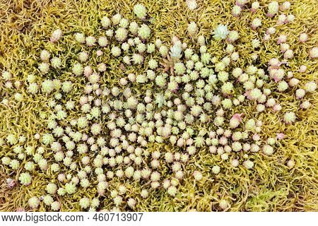 Sedum Compactum. Flower Bed With Small Succulents. Full Screen Photo. Selective Focus.