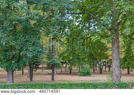 Large Green Wood Area Park In Indjija Town Vojvodina