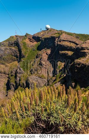 Plants On Top Of The Ninho Da Manta Viewpoint On Pico Do Arieiro, Madeira. Portugal