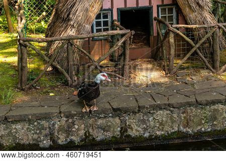 Ducks In The Pond At The Start Of Levada Do Caldeirao Verde, Queimadas, Madeira