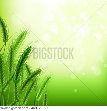 Wheat Field In Sunlight.background Of Spikelets Of Wheat With Grains,ears And Stalks.realistic Illus