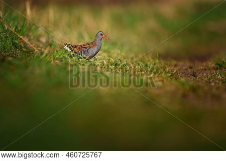 The Water Rail Or Rallus Aquaticus Is A Bird Of The Rail Family Which Breeds In Well Vegetated Wetla