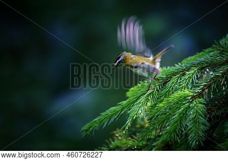 The Common Firecrest Also Known As The Firecrest