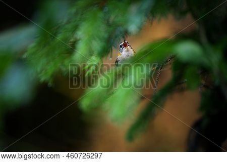 The Common Firecrest Also Known As The Firecrest