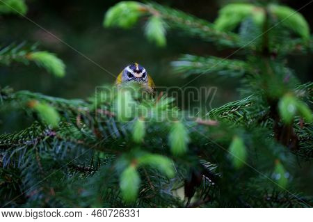The Common Firecrest Also Known As The Firecrest