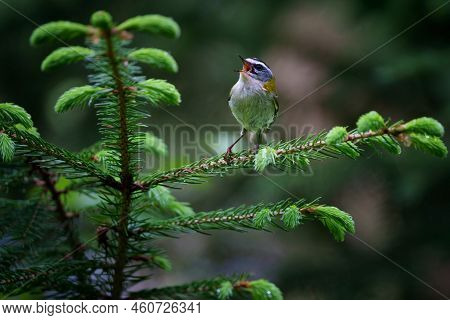 The Common Firecrest Also Known As The Firecrest