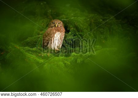 The Eurasian Pygmy Owl Or Glaucidium Passerinum Is The Smallest Owl In Europe