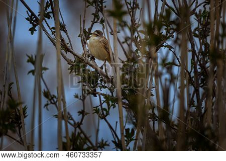 The Sedge Warbler Or Acrocephalus Schoenobaenus Is An Old World Warbler In The Genus Acrocephalus