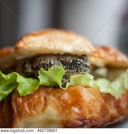 Tasty Croissant Sandwich With Egyptian Green Toad