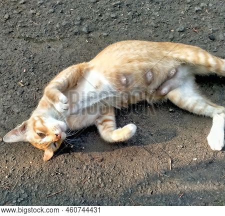 Portrait Of Orange Tabby Cat Rolling On The Ground