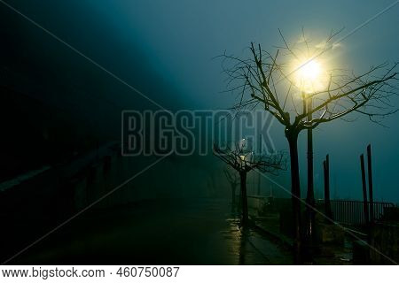 Leafless Trees Lit By The Street Lamps Along The Misty Road On A Rainy Night. Spooky Glossop Street 