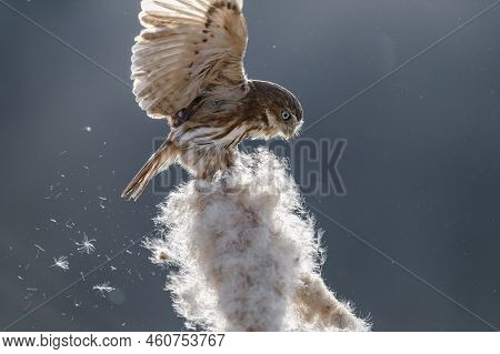 Eurasian Pygmy Owl - Glaucidium Passerinum - Sitting And Playing With Flower
