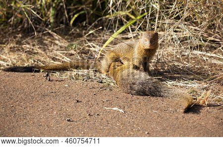 Two Slender Mongooses Playing Which Is A Species Of Small Carnivorous Mammal That Inhabits The Afric