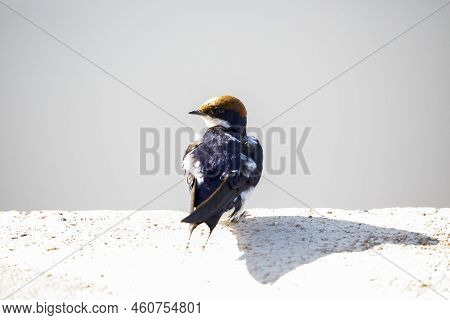 Collared Swallow On An African Savannah Surface This Bird Is Very Similar To Other Aerial Insectivor
