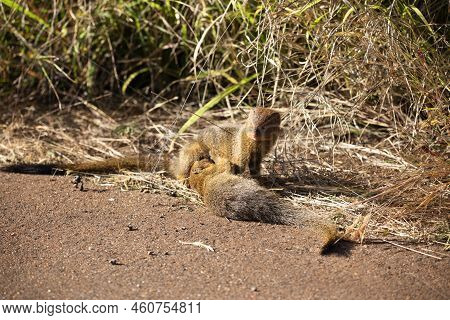 A Beautiful Slender Mongoose That Is A Species Of Small Carnivorous Mammal That Inhabits The African