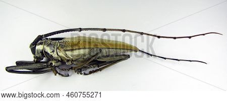 Longhorn Giant Beetle Batocera Hercules From Indonesia. Isolated On White. Cerambycidae. Coleoptera.