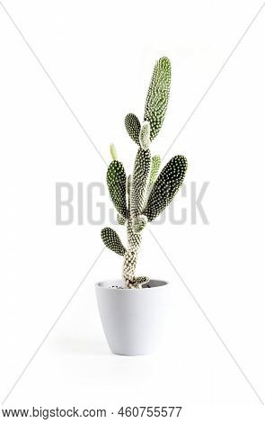 Opuntia Microdasys Var. Albispina Cactus In A Pot Isolated On White Background.