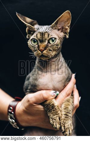 Curious Playful Funny Cute Beautiful Devon Rex Cat Looking At Camera. Obedient Devon Rex Cat With Da
