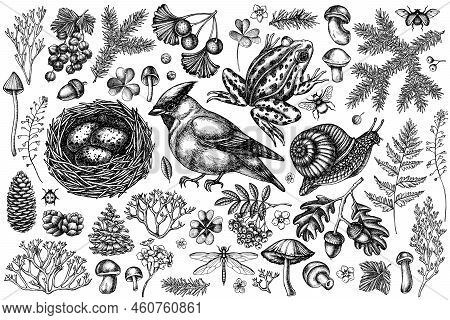 Mysterious Forest Vintage Vector Illustrations Collection. Black And White Waxwing, Snail, Nest, Poo