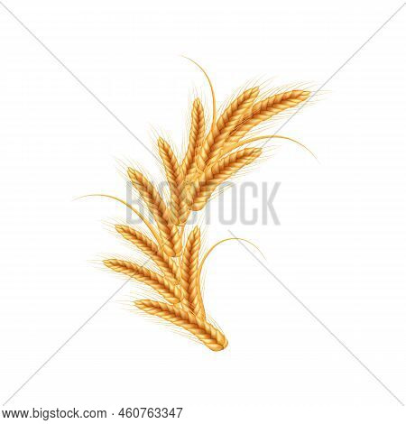 Realistic Illustration Of Seed Plants,organic Farming Farming.ripe Spikelets Of Wheat With Grains,ea