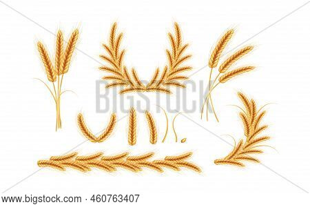 Realistic Illustration Of Seed Plants,organic Farming Farming.ripe Spikelets Of Wheat With Grains,ea