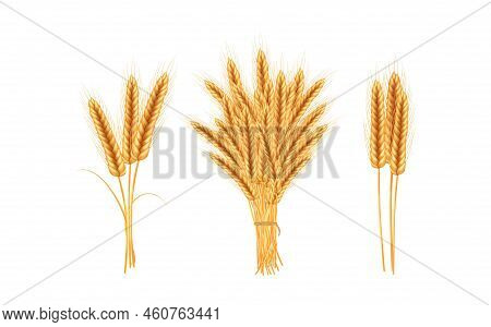 Realistic Illustration Of Seed Plants,organic Farming Farming.ripe Spikelets Of Wheat With Grains,ea