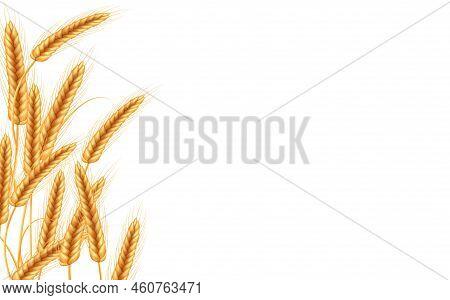 Realistic Illustration Of Seed Plants,organic Farming Farming.ripe Spikelets Of Wheat With Grains,ea